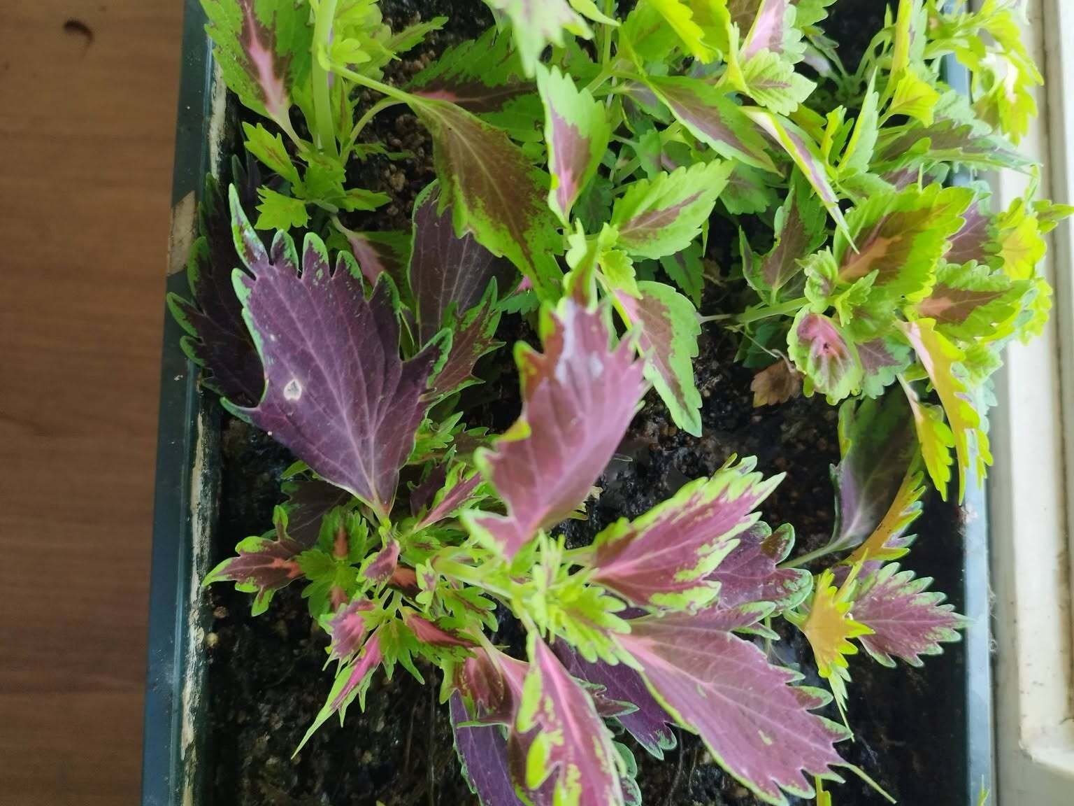 zie hier het reusultaat binnen 3 weken met de Syfiori plantenvoeding