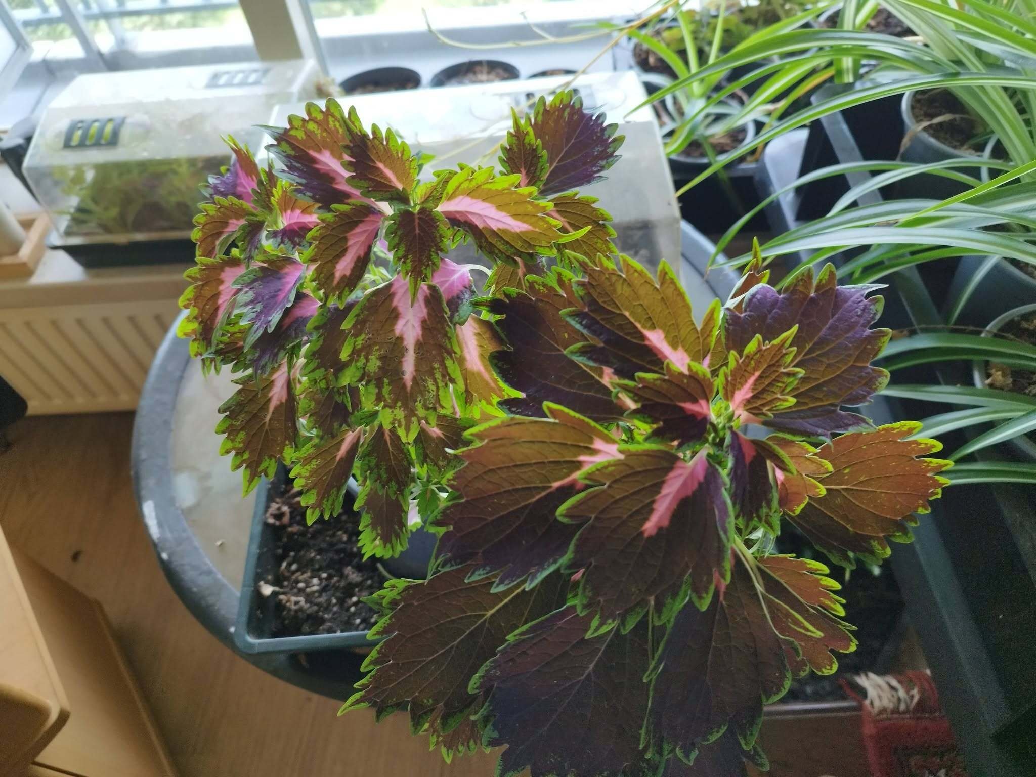 volwassen siernetels door de Syfiori plantenvoeding