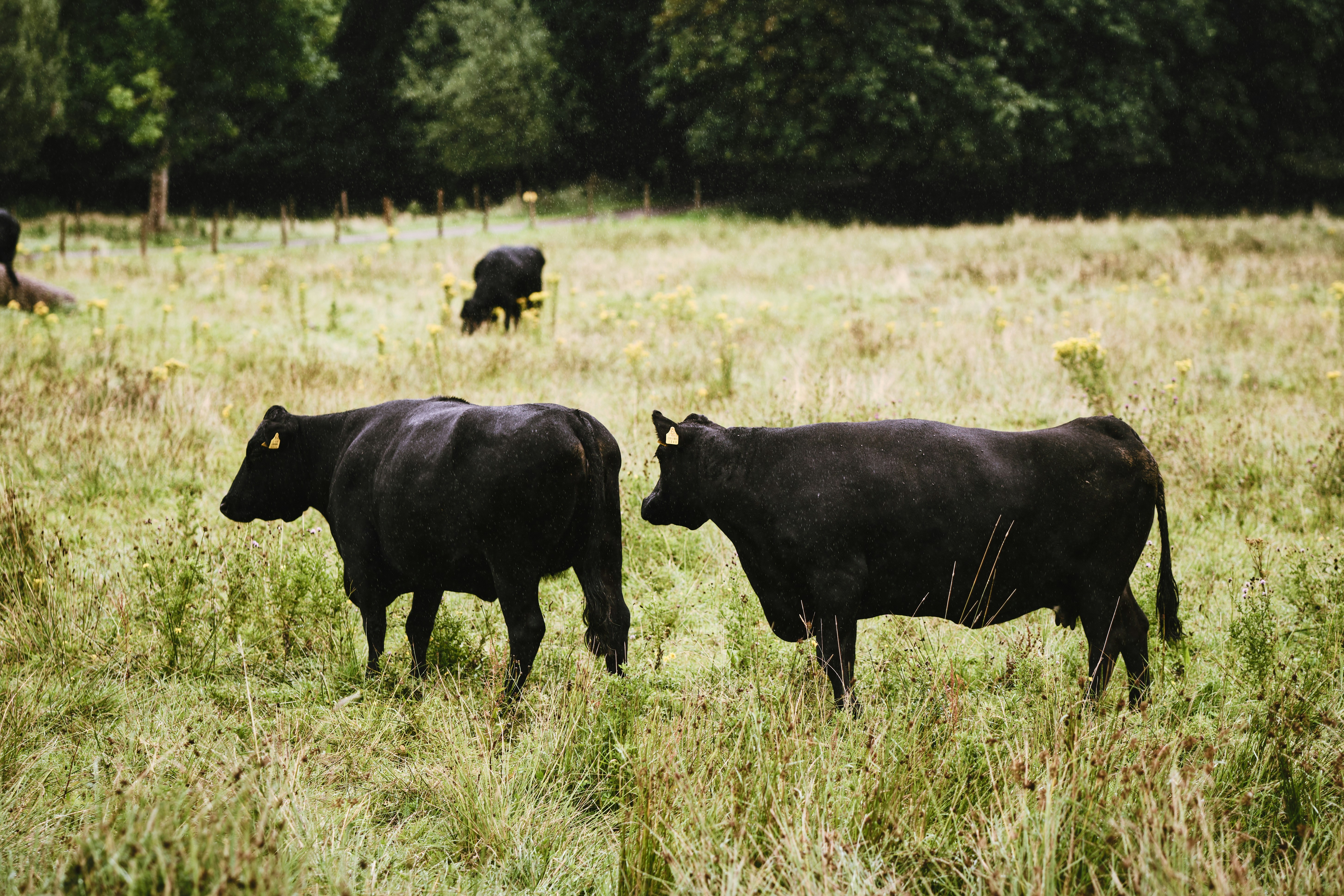 Black cows, Killarney National Park, County Kerry, Ireland