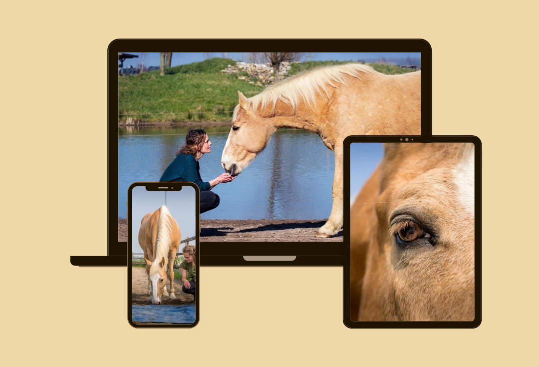 Webinarreeks verbinding paard