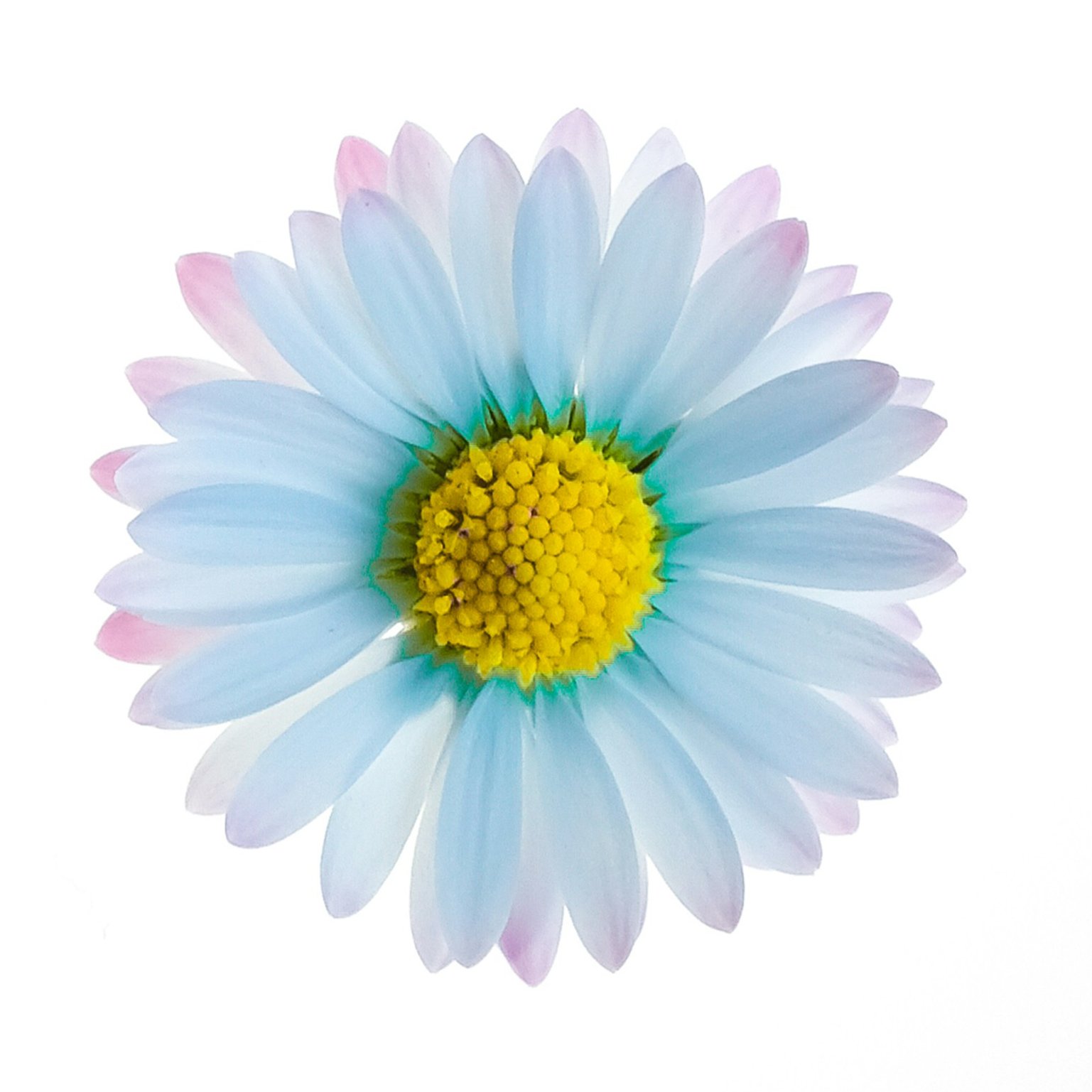 I cannot leave home for the Coronavirus, so I rediscover the pleasure of taking still-life photos