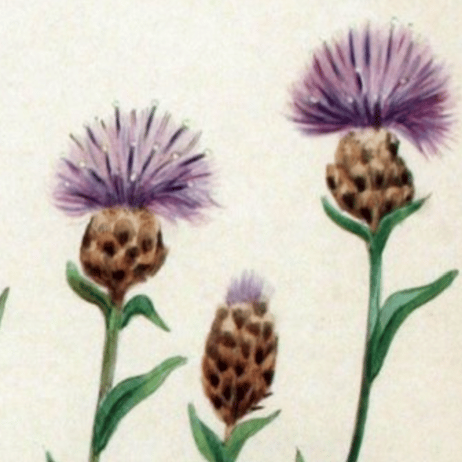 botanische tekening van knoopkruid