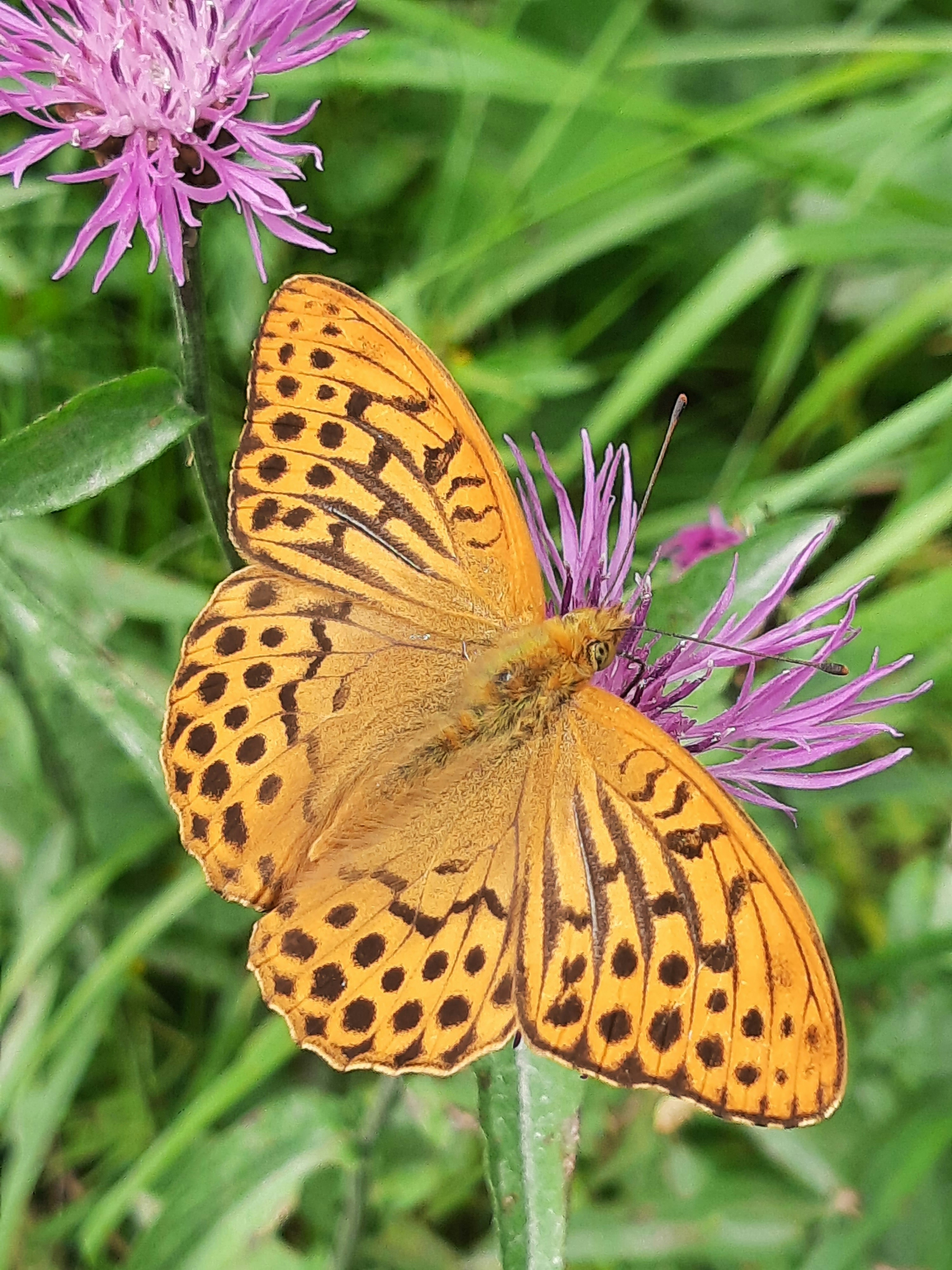 A silver-washed fritillary (Argynnis paphia) resting with open wings on a blooming brown knapweed (Centaurea jacea). The butterfly’s vivid orange coloration and delicate black patterning stand out beautifully against the soft green meadow backdrop. This p