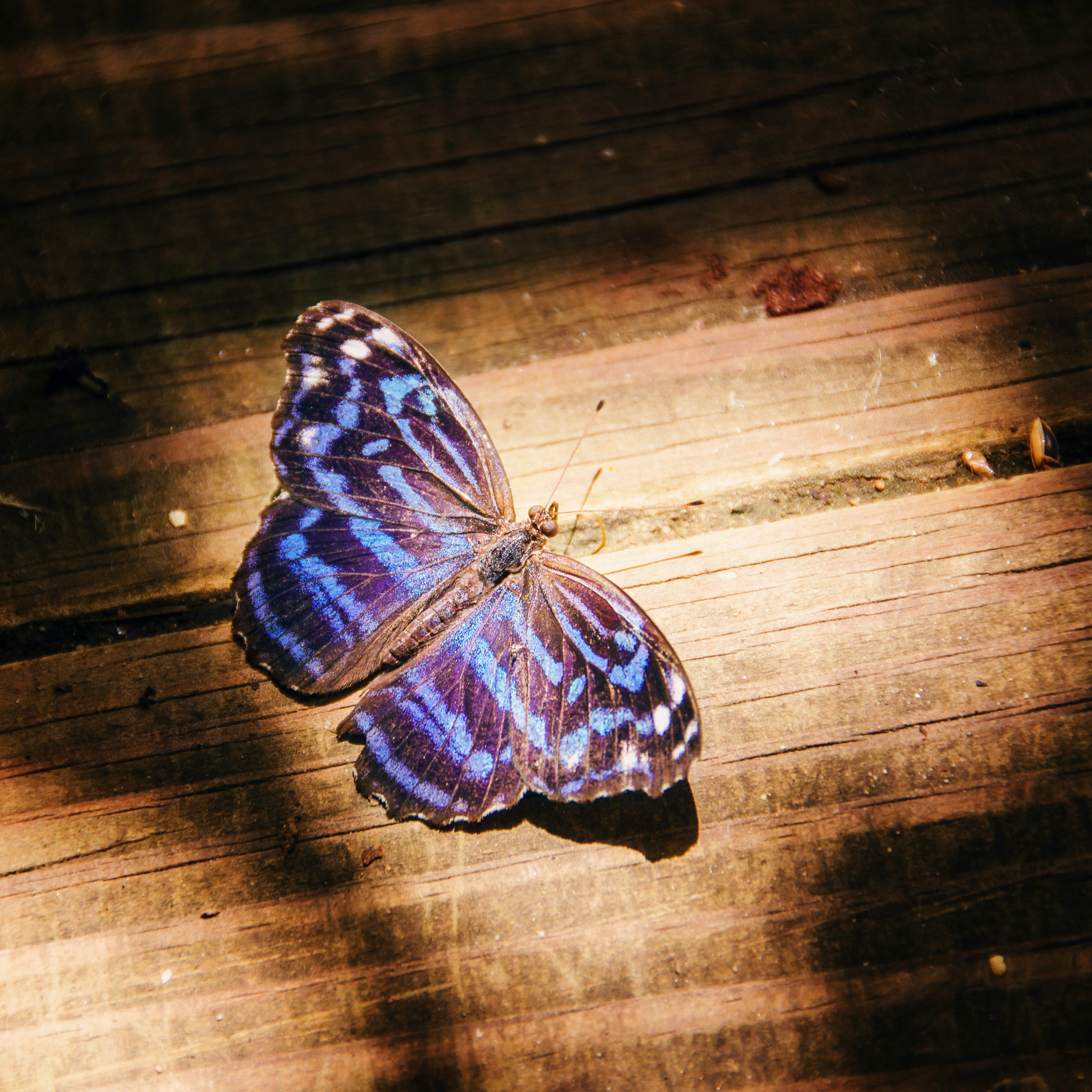 A beautiful butterfly sunning itself at my local butterfly garden.