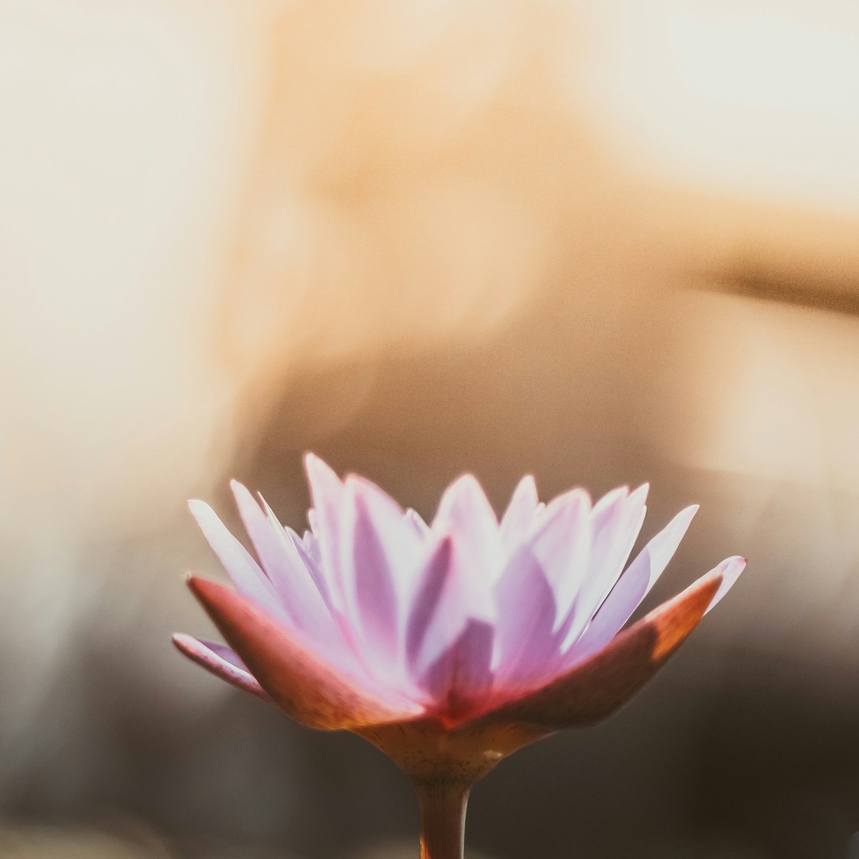 Pink orange flower