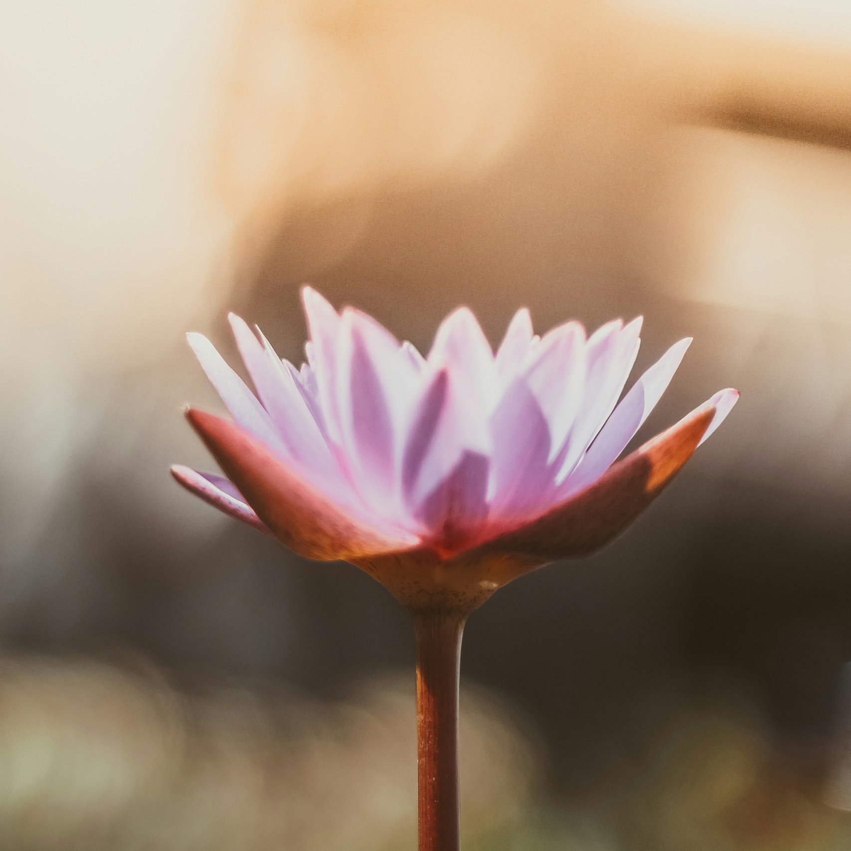 Pink orange flower