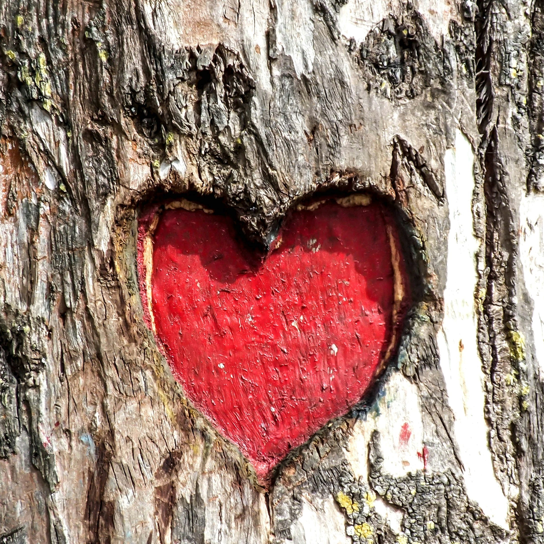Love Tree --- A heart (love) shaped carving on the trunk of a tree, a description of love. Happy Valentine's Day 2022. It originated as a Christian feast day honoring one or two early Christian martyrs named Saint Valentine and, through later folk traditi