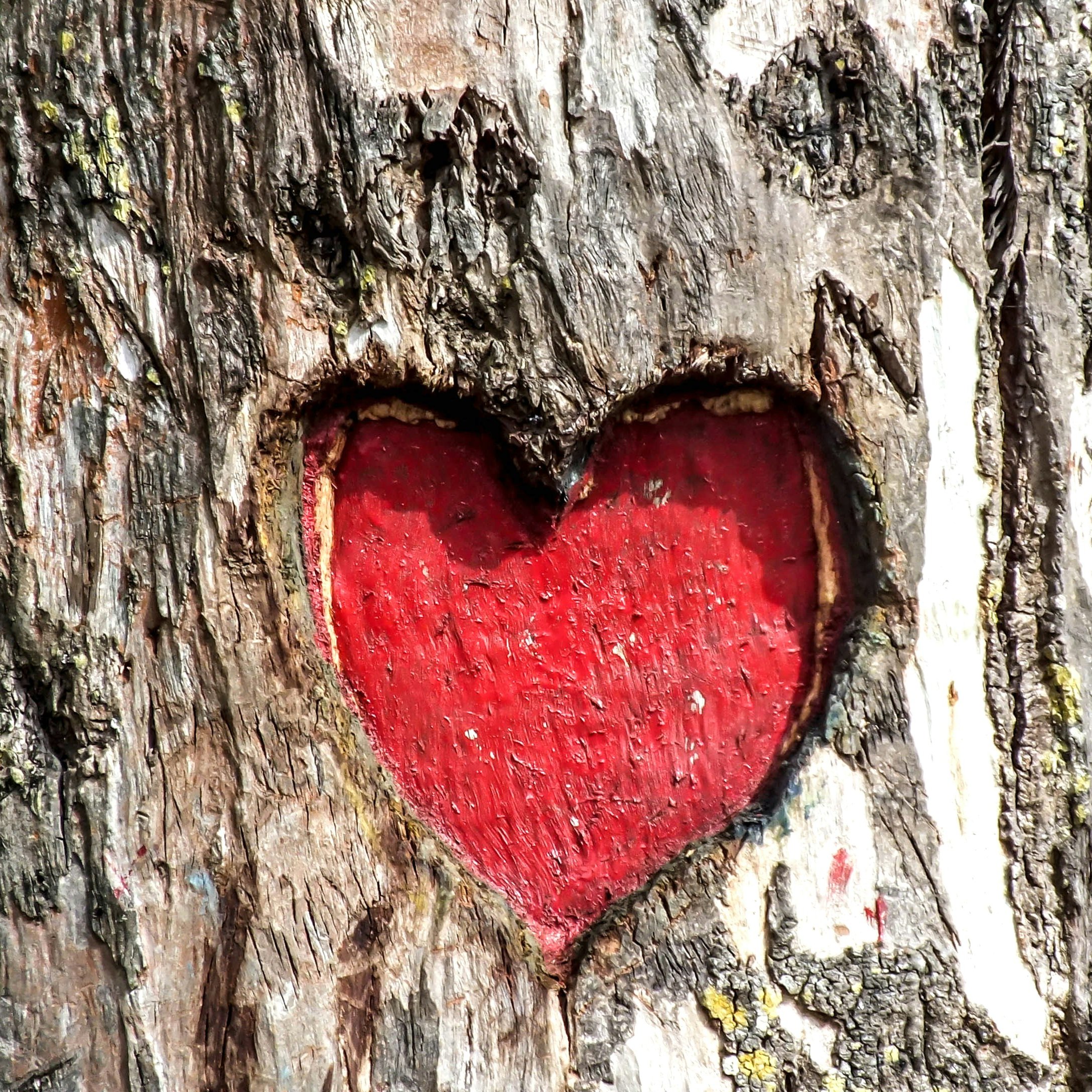 Love Tree --- A heart (love) shaped carving on the trunk of a tree, a description of love. Happy Valentine's Day 2022. It originated as a Christian feast day honoring one or two early Christian martyrs named Saint Valentine and, through later folk traditi