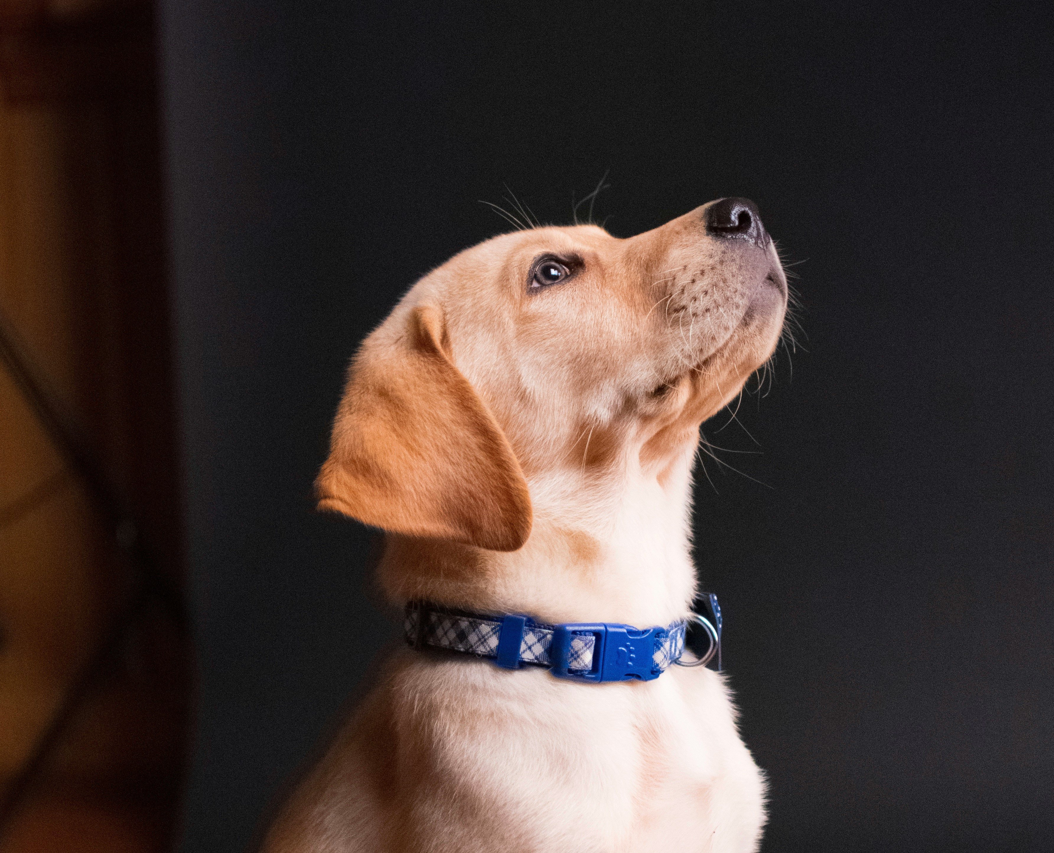 Yellow Labrador Retriever Puppy in front of black backdrop