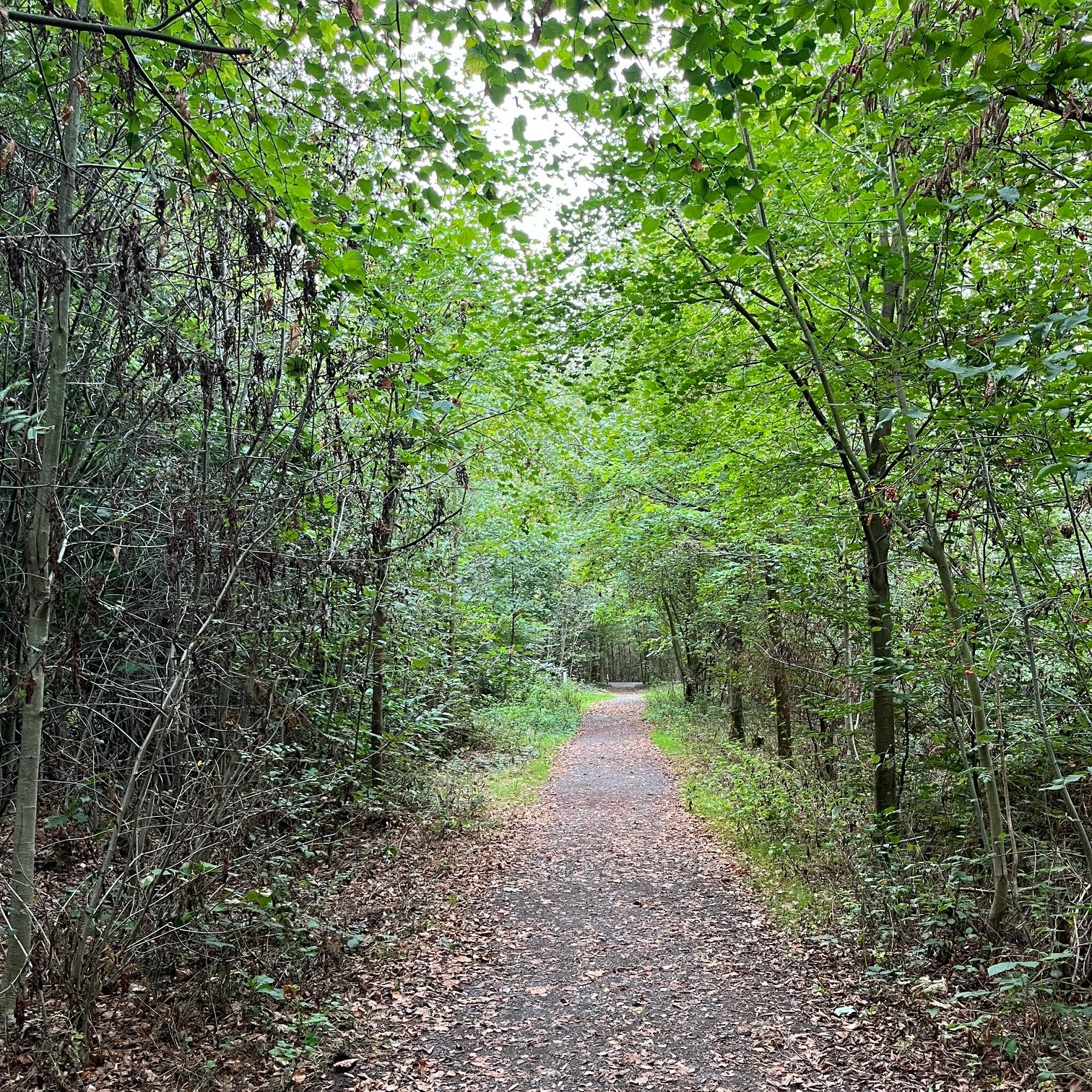 wandelpad