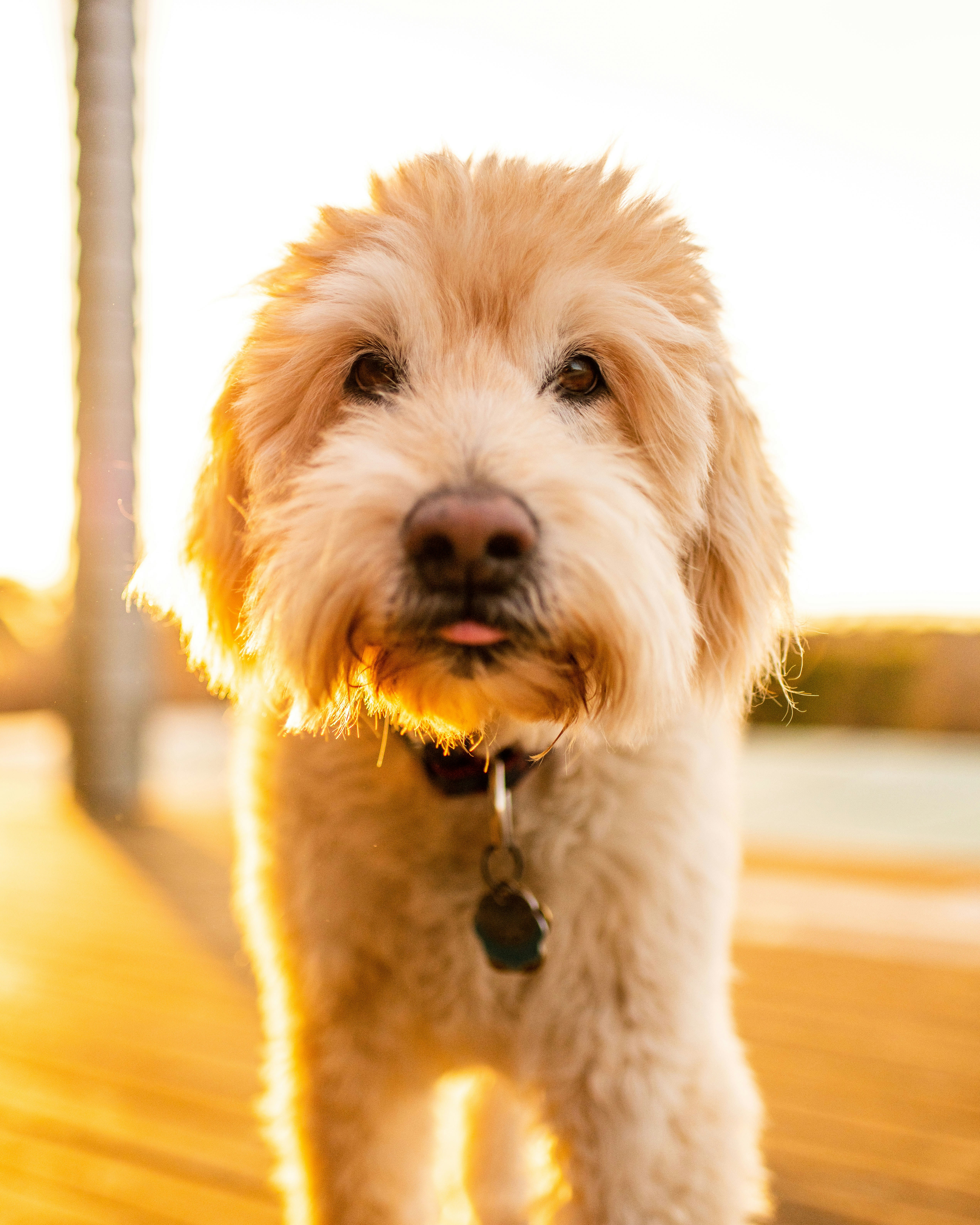 Golden doodle at sunset.