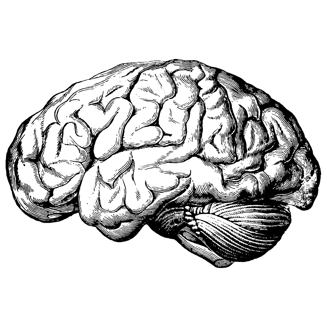 Anatomische gravure van een brein, zijaanzicht