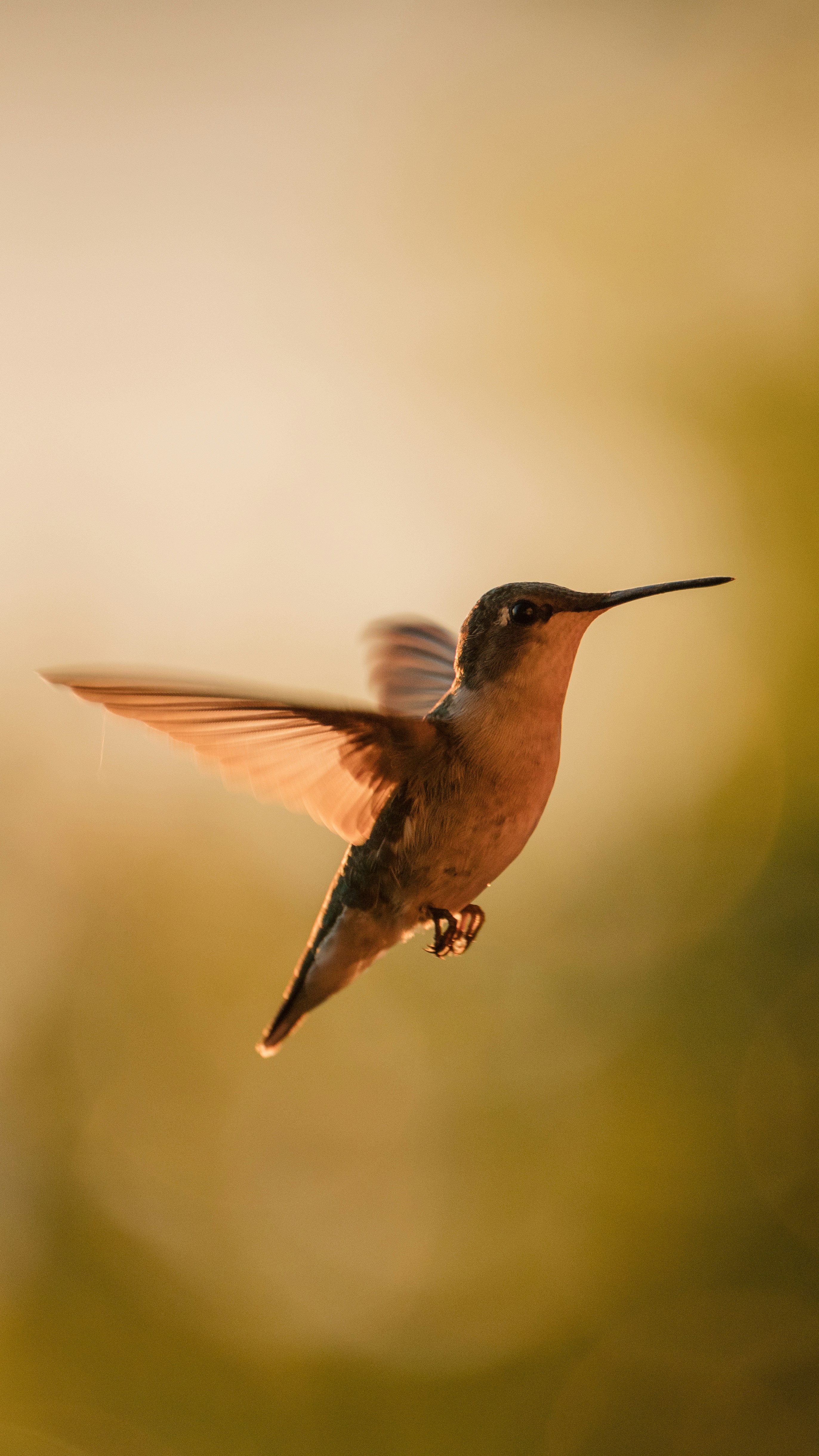 A hummingbird mid-flight during sunrise golden hour.