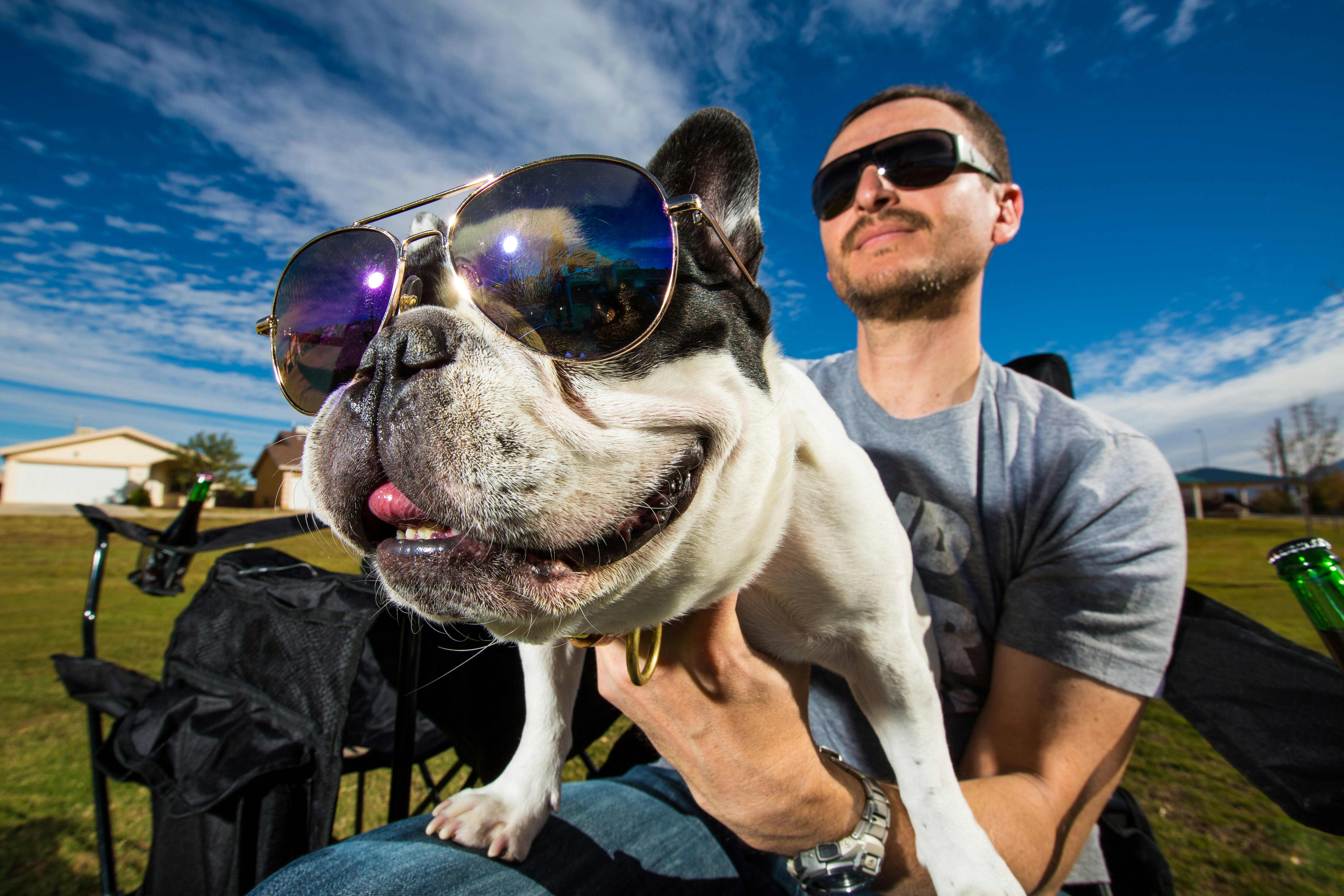 A french bulldog  enjoys the outdoors at the park with his owner.