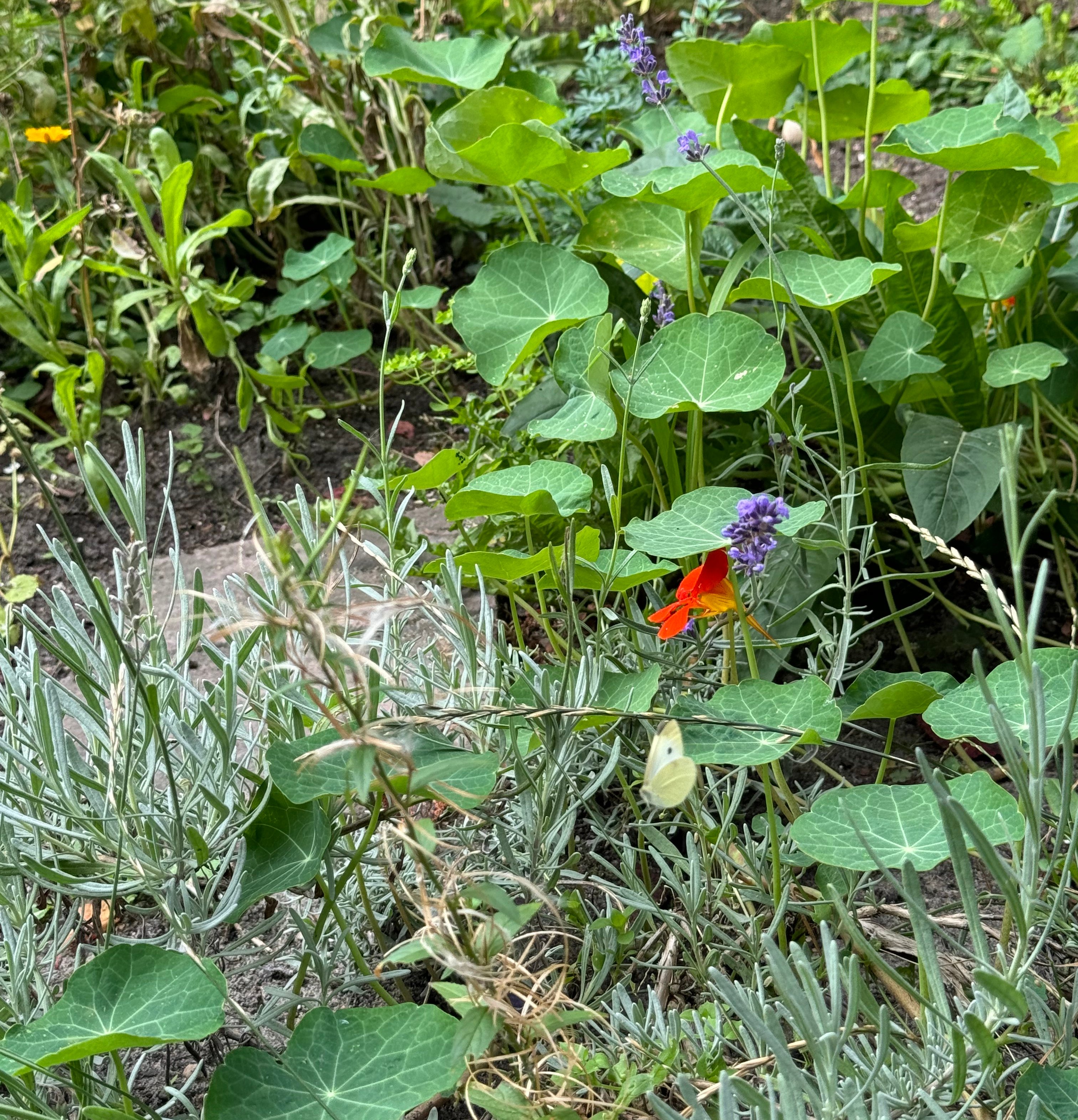 verschillende planten met staptegels ertussen