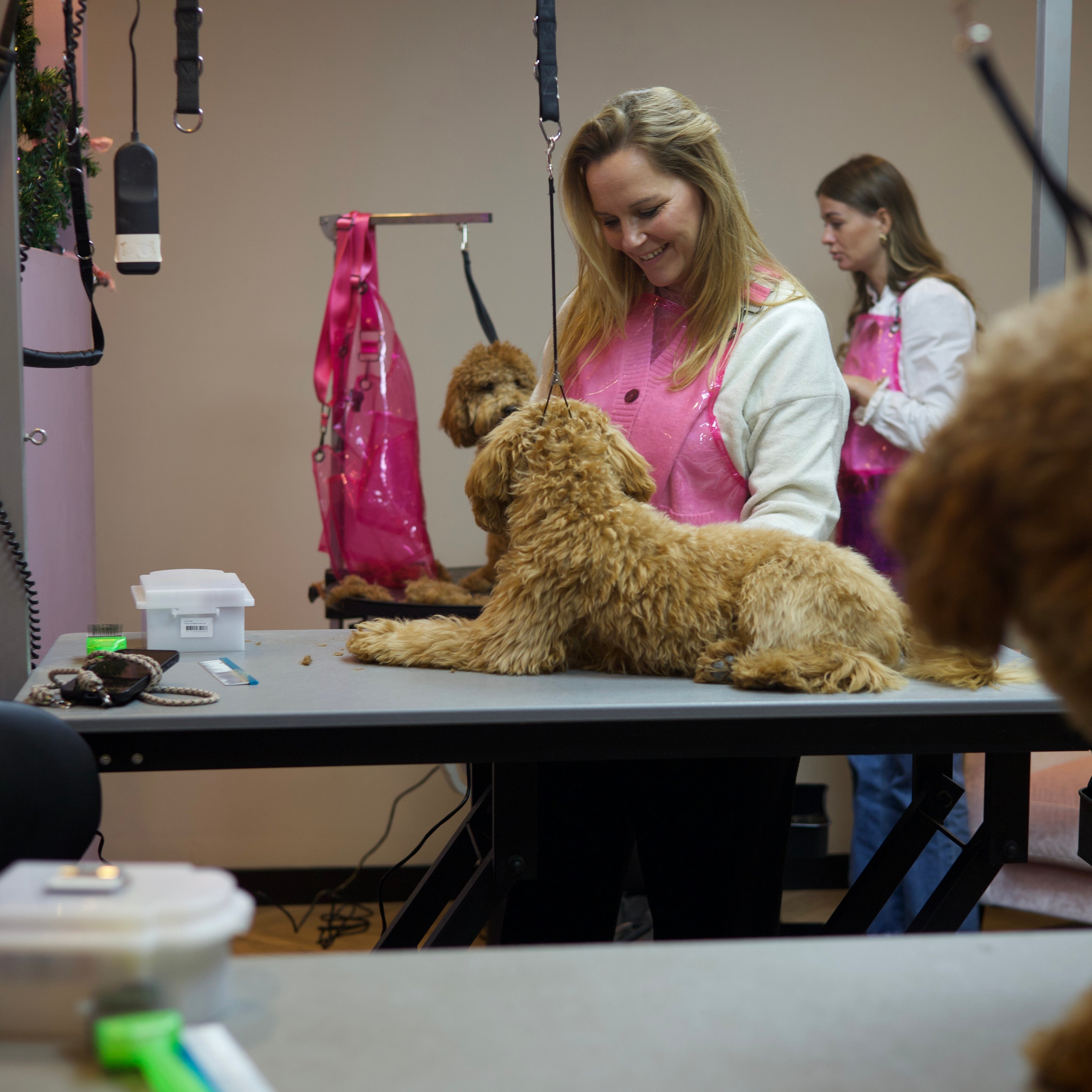 Complete trimcursus pakket met workshopdag bij Studio Pawfect - persoonlijke begeleiding, luxe lunch en certificaat inclusief