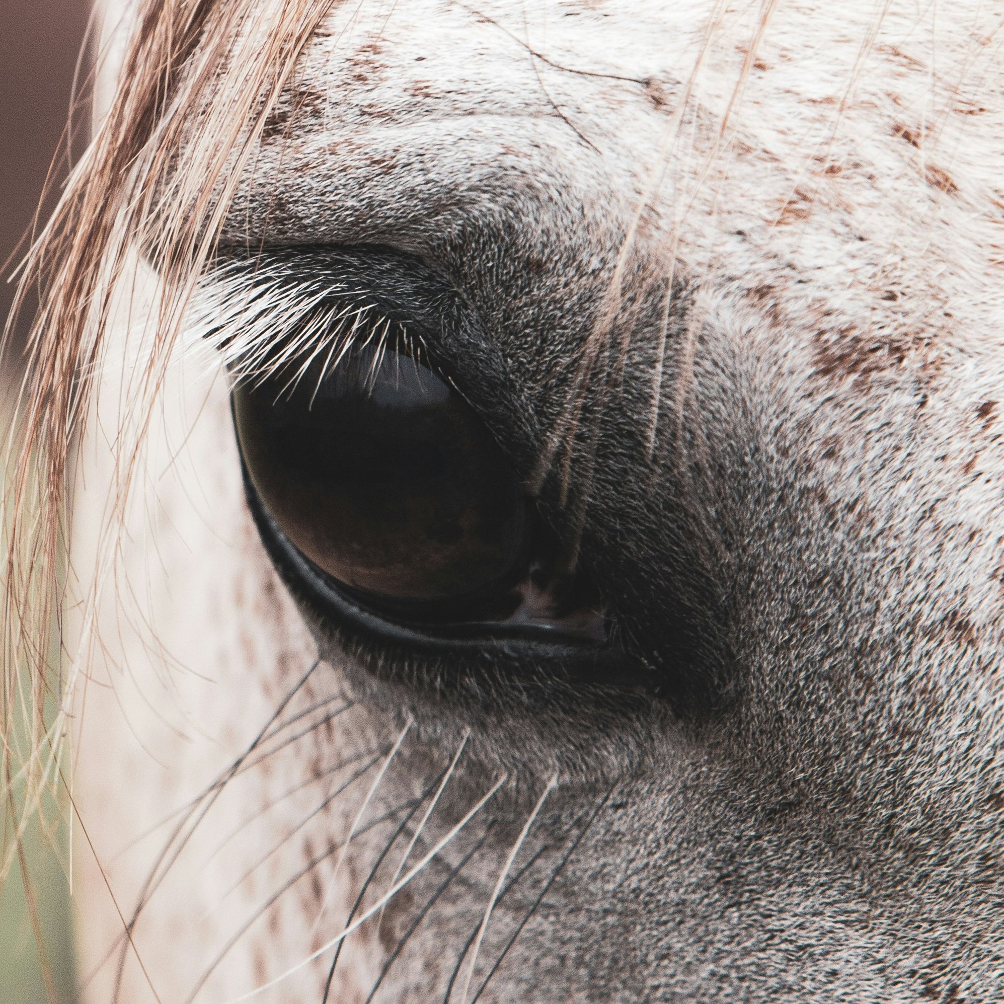 Horses - Grey Warmblood and Bay Mare