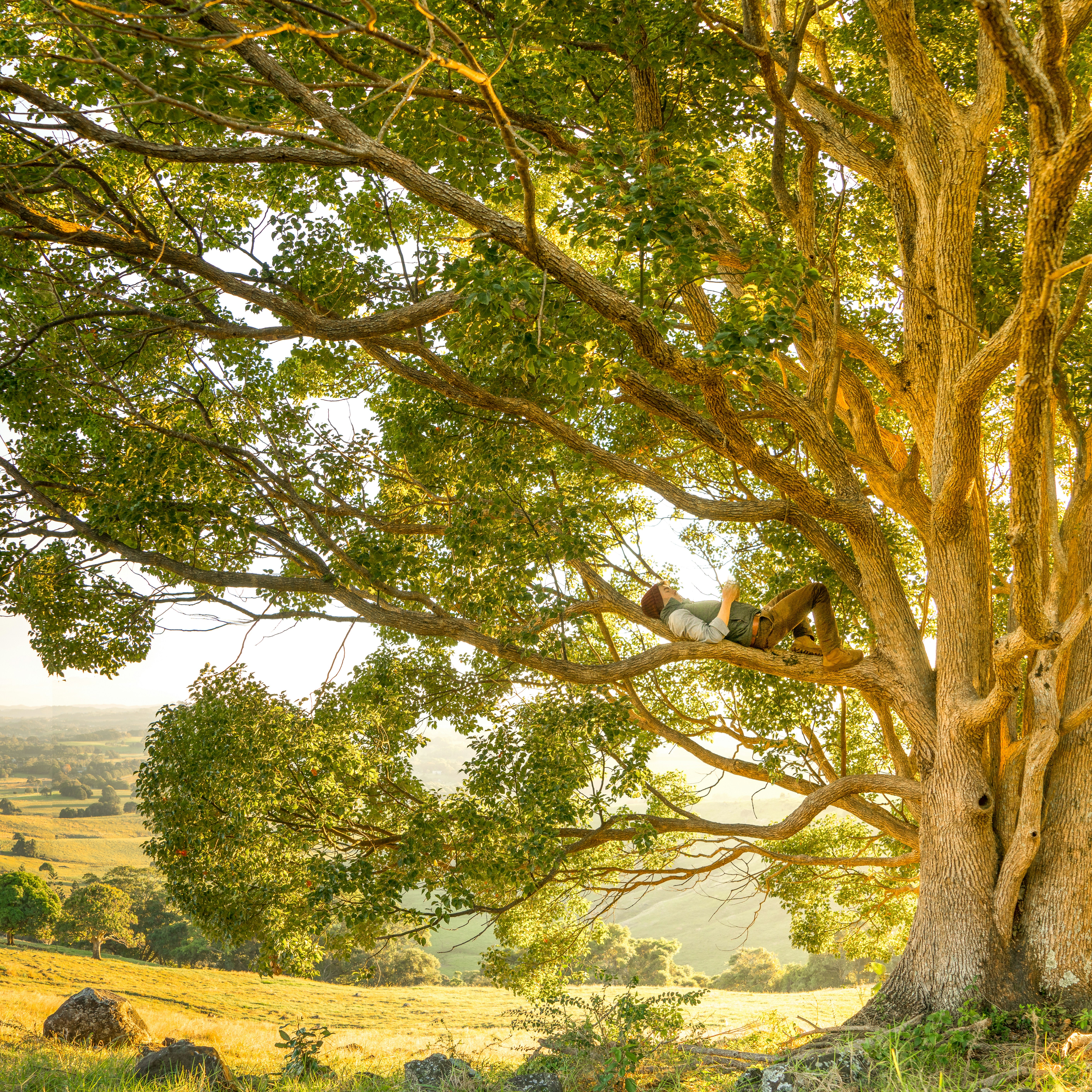 Man relaxing on a tree branch, holding his phone in the warm yellow glow of golden hour sunlight, sunrise or sunset.