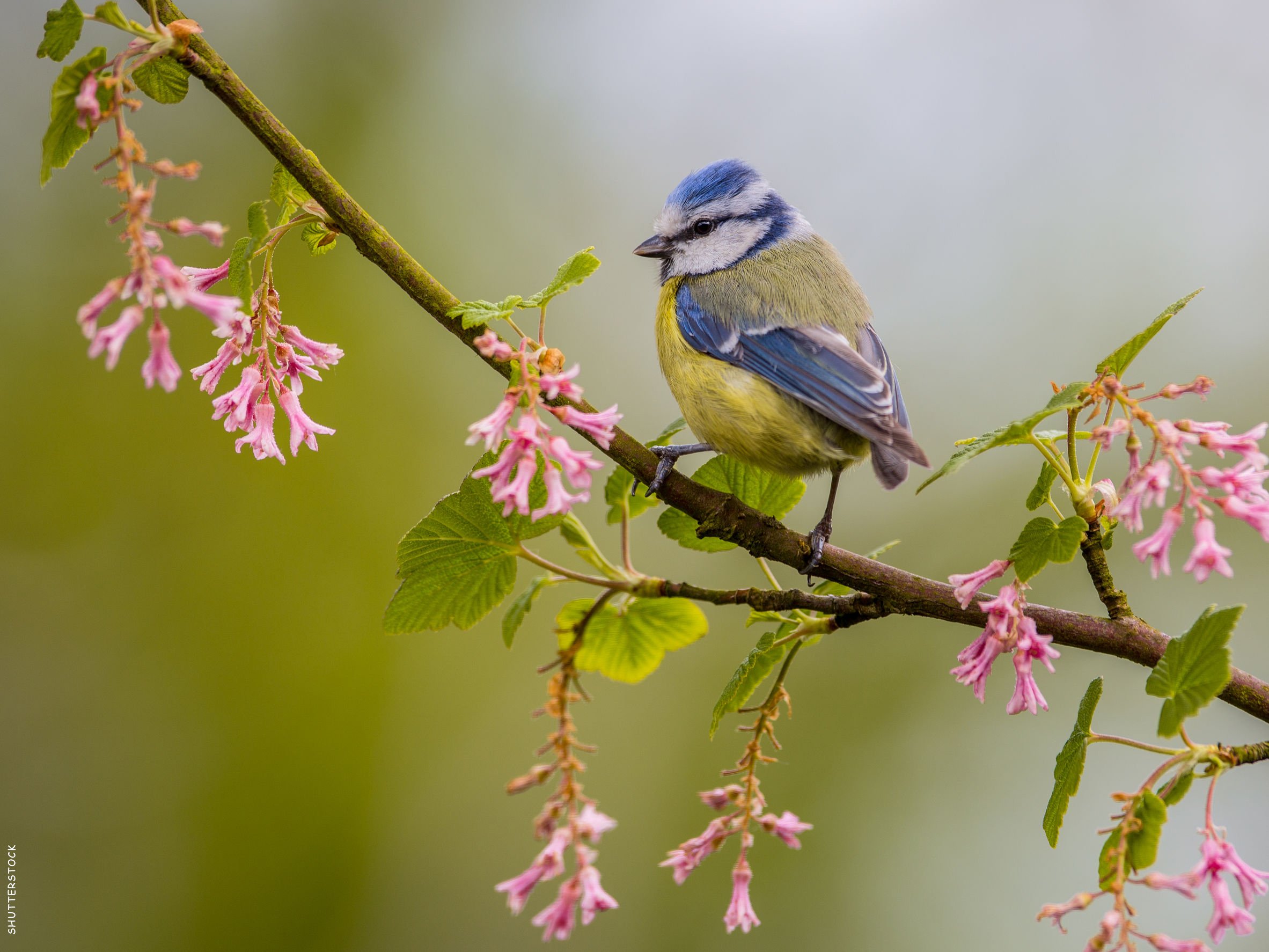 Pimpelmees in de lente