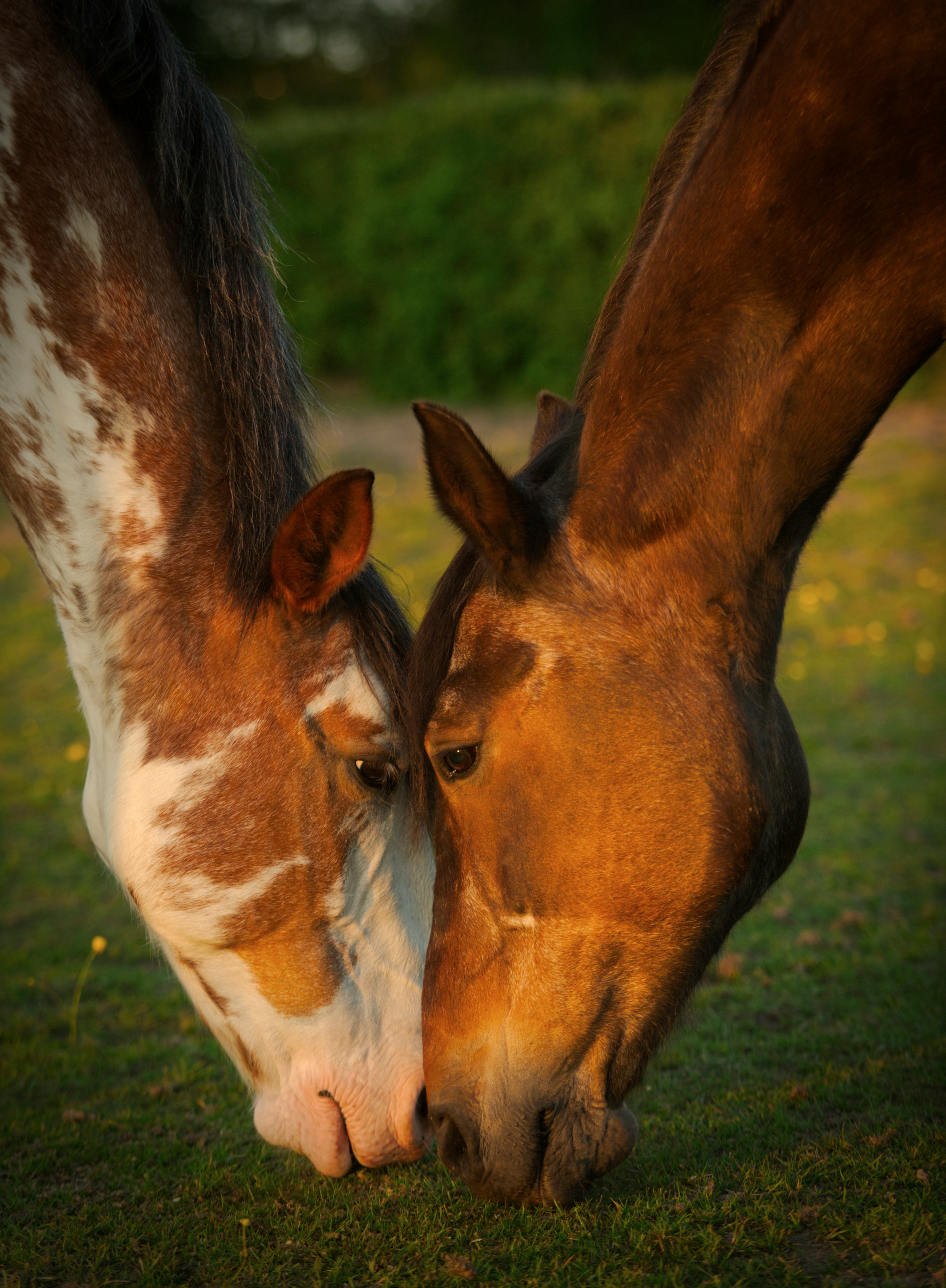 Male and Female horse gazing at each other while grazing.