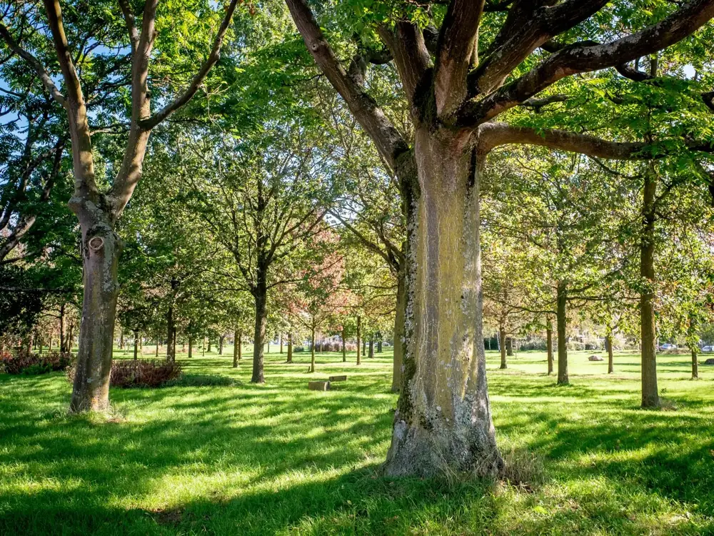 Bomen in een park met een korte sluitertijd: alles scherp