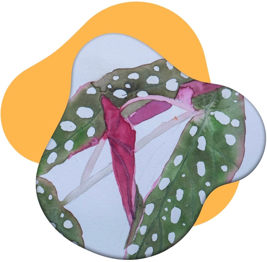 complete aquarel cursus voor beginners