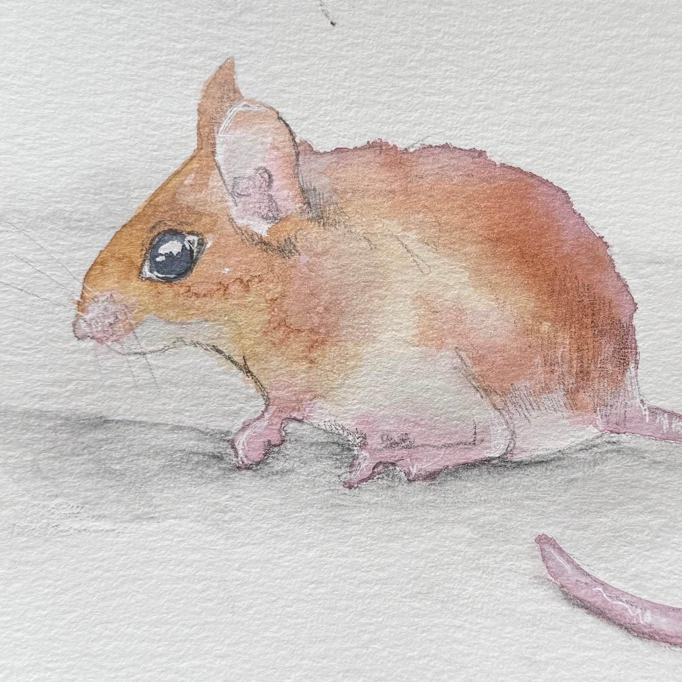 Leer bosdieren schilderen in aquarelverf. online aquarel cursus