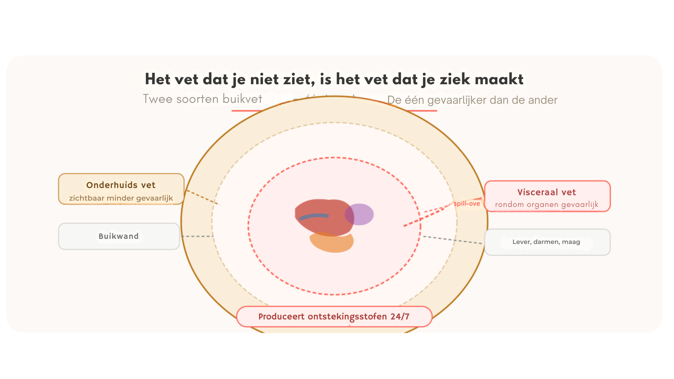 het vet dat je niet ziet, is het vet dat je ziek maakt