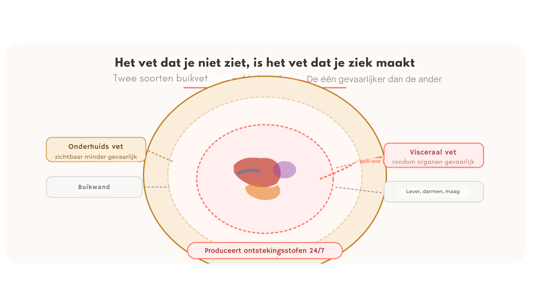 het vet dat je niet ziet, is het vet dat je ziek maakt