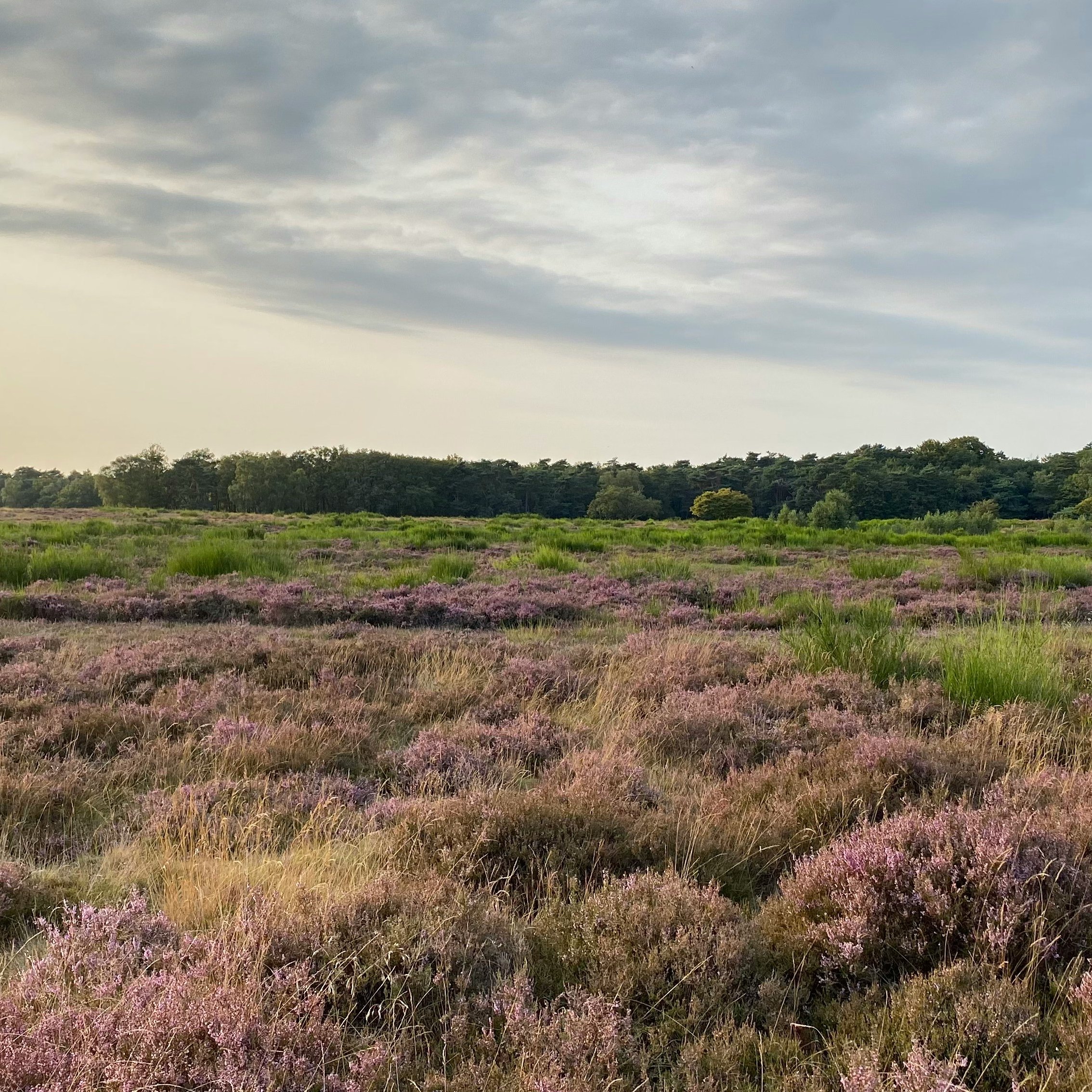 Blooming heather in August | Blaricummerheide - Tafelbergheide, Blaricum, The Netherlands
