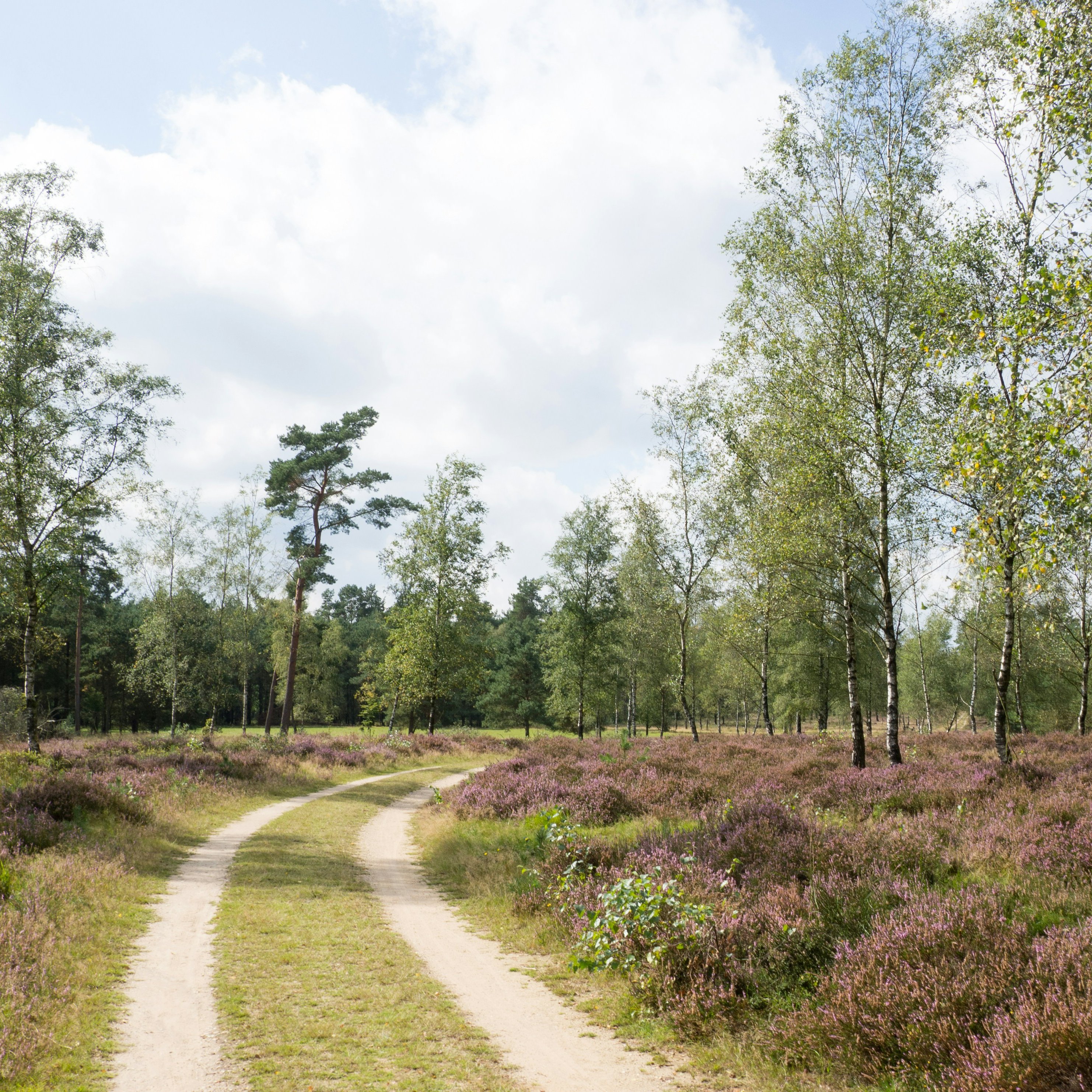In the surroundings where I live, the Dutch Royal Family bought a century ago large portions of the land. This is now called the Kroondomein. A lot of wood, and beautiful pastures, where you can walk for hours without seeing anybody. Ans at some unexpecte