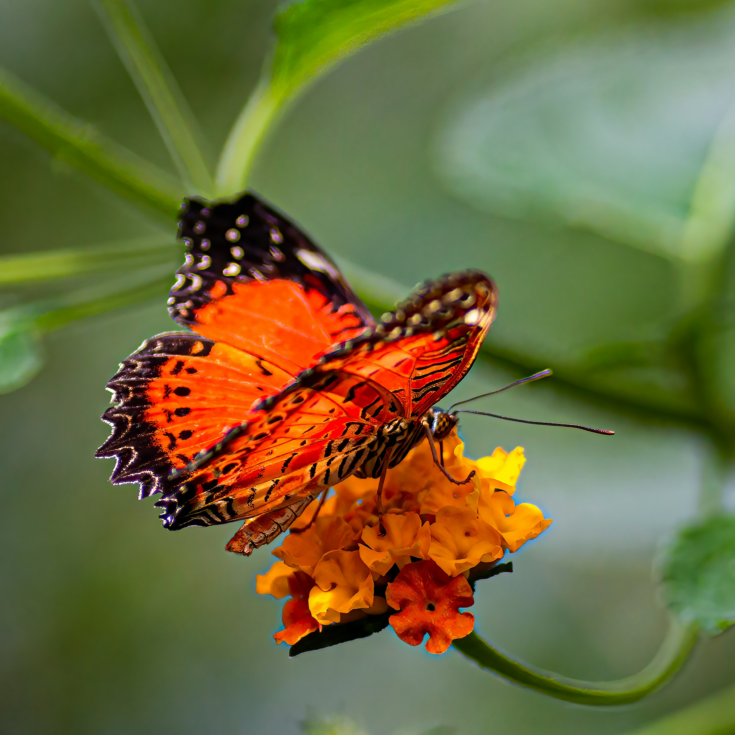 Butterfly in klein costa rica Someren the netherlands