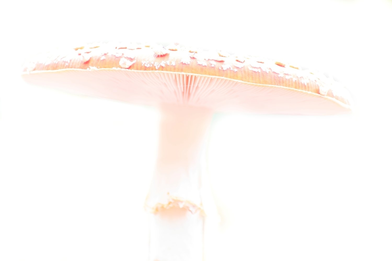 High Key met een paddenstoel