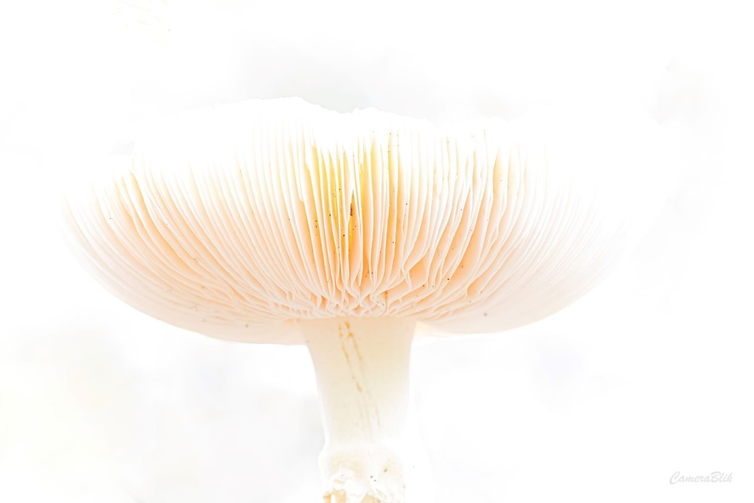 High Key met een paddenstoel