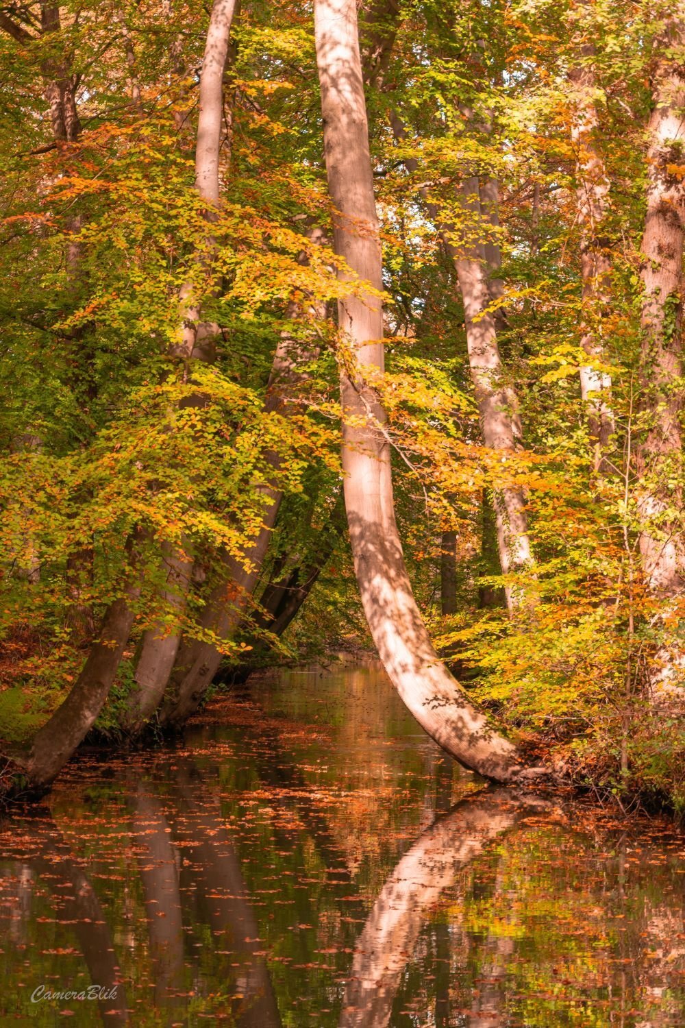 Herfst in het Twickel