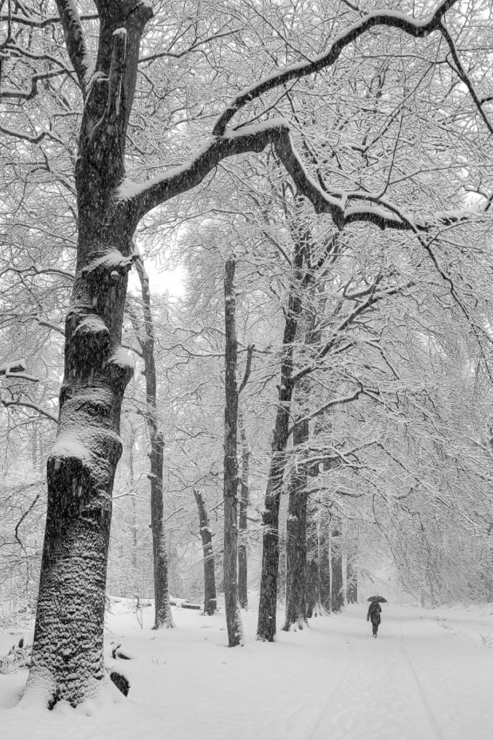 Winter in Lage Vuursche