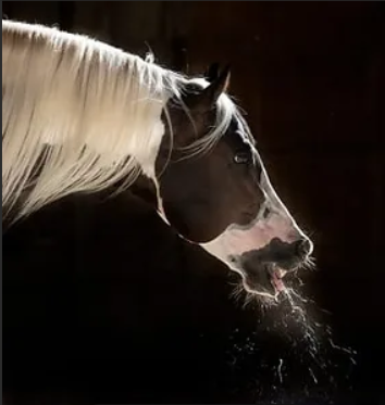 Een paard hoest krachtig met zichtbaar speeksel of slijm in het donker – mogelijk teken van spanning, verkoudheid of een onderliggend probleem
