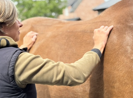Vrouw onderzoekt de ribzone van een paard met beide handen om spanning en reacties te voelen.