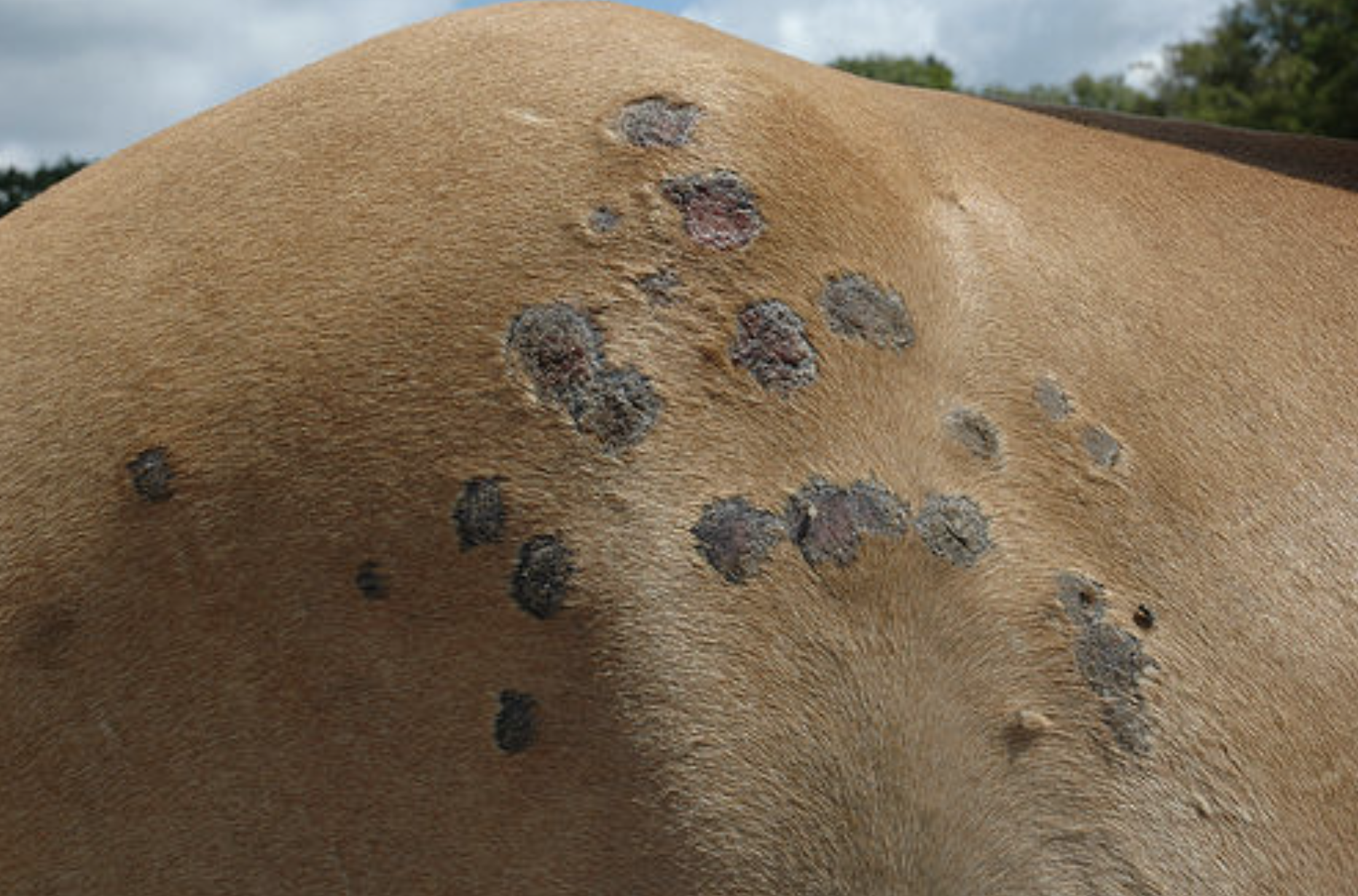 Dit lichtbruine paard heeft een schimmelinfectie net onder het ilium en ter hoogte van de flank van het paard. De schimmel veroorzaakt kale plekken en wondjes op de huid van het paard