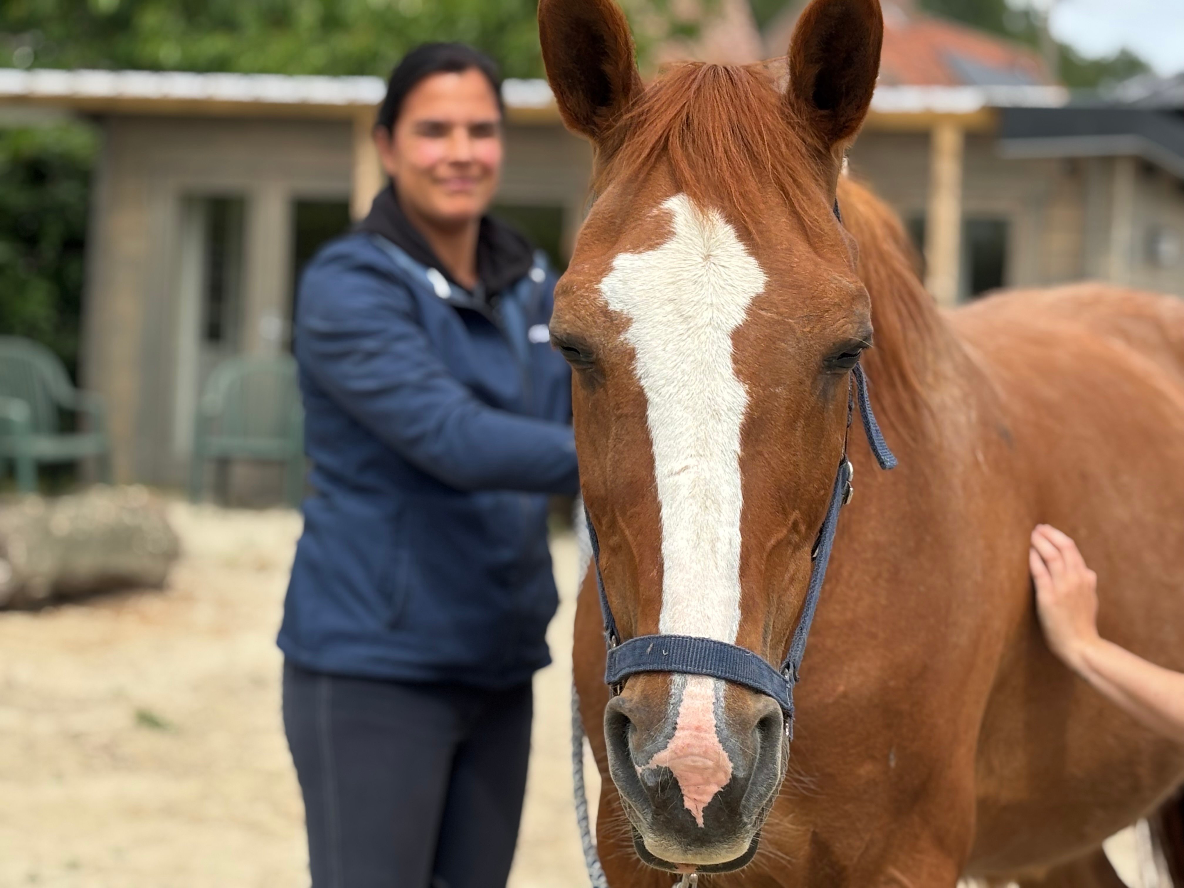 Twee cursisten masseren gelijktijdig de ribbenkast van het paard los voor diepere ademhaling en bewegingsvrijheid
