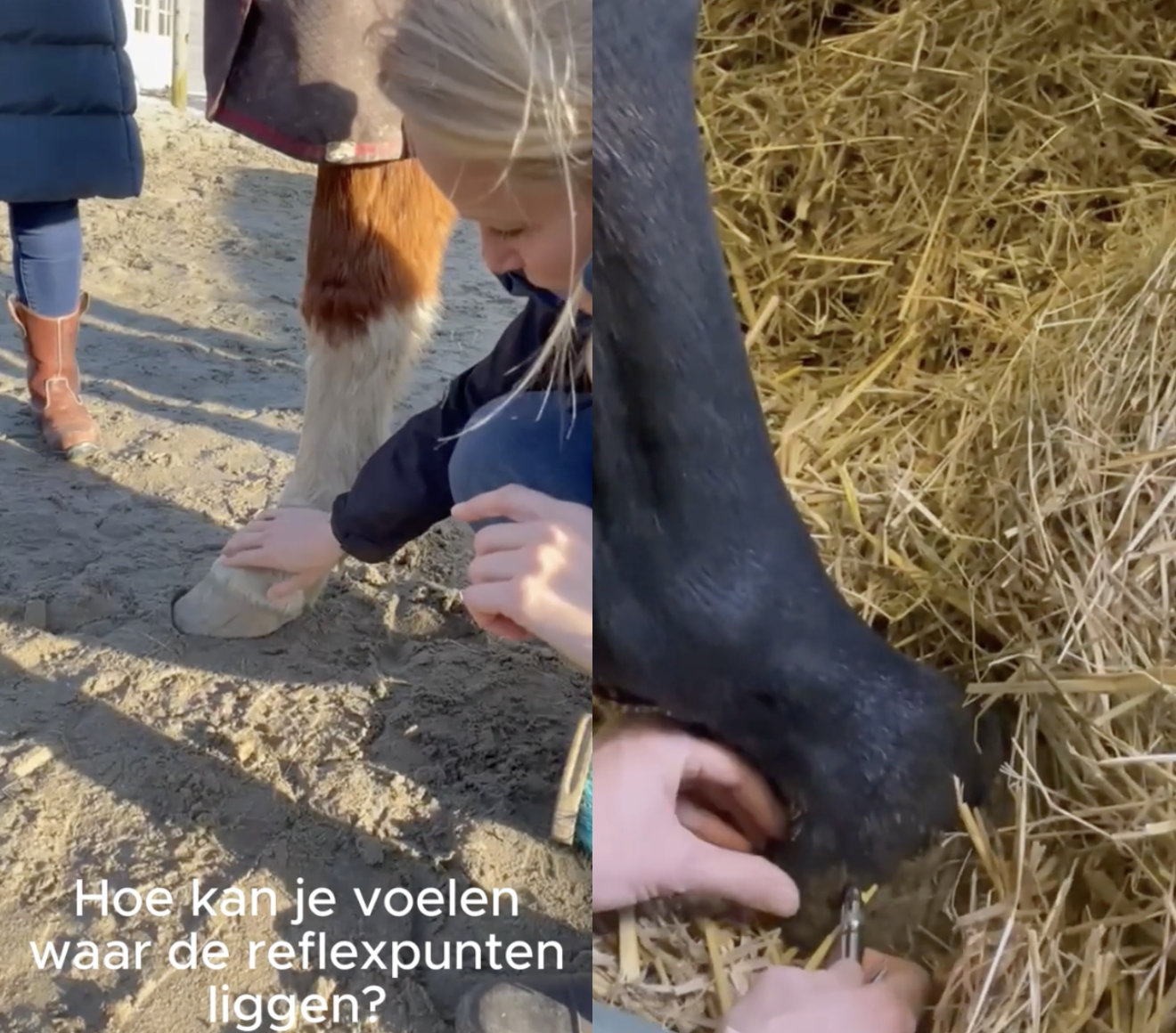 Praktijkvoorbeeld hoefreflexologie bij een paard - voelen van reflexpunten in de hoef