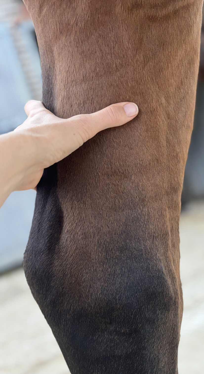 Milt 6 ligt aan de binnenkant van het achterbeen