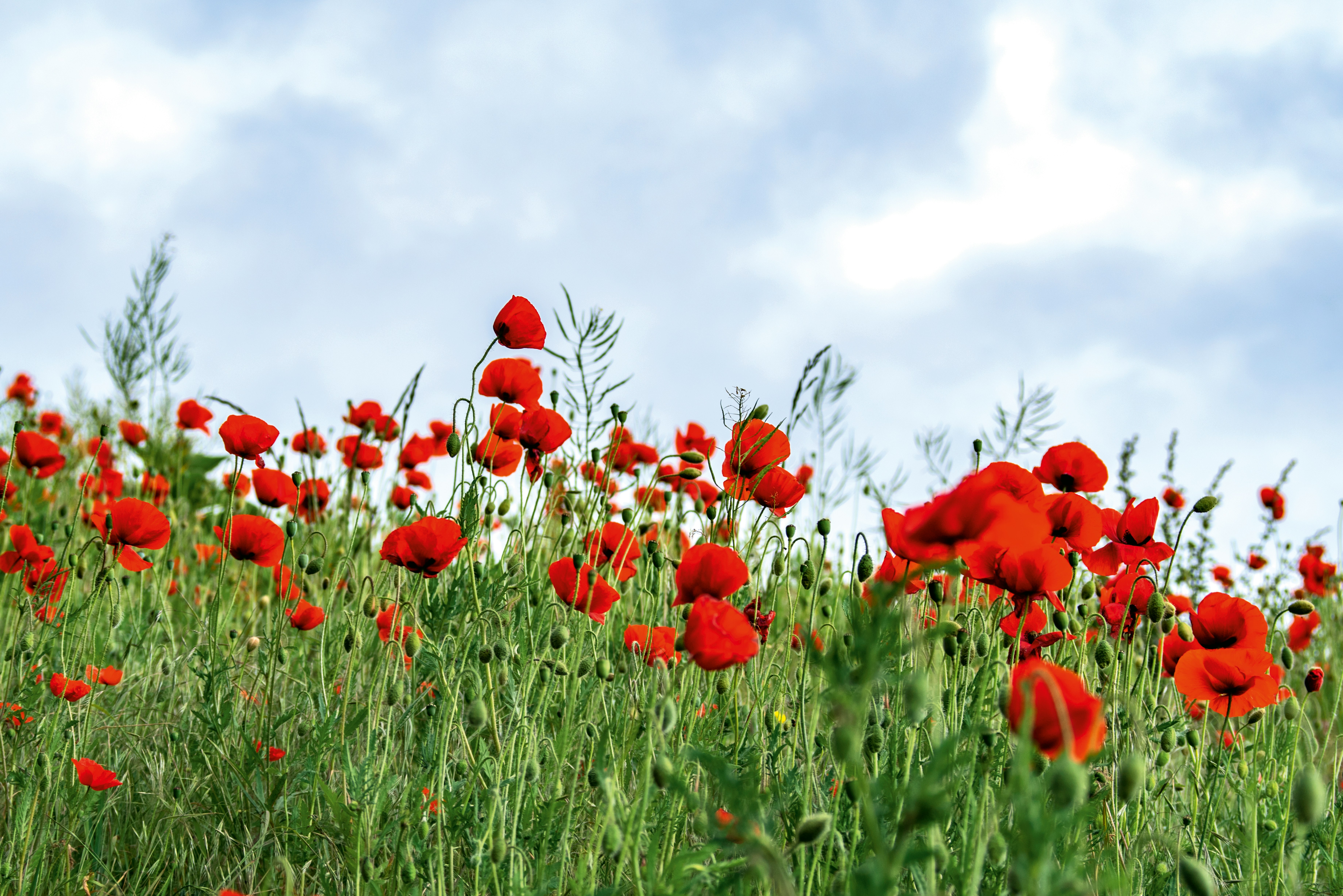 Field of poppies